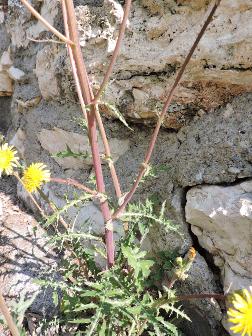 Sonchus oleraceus / Grespino comune